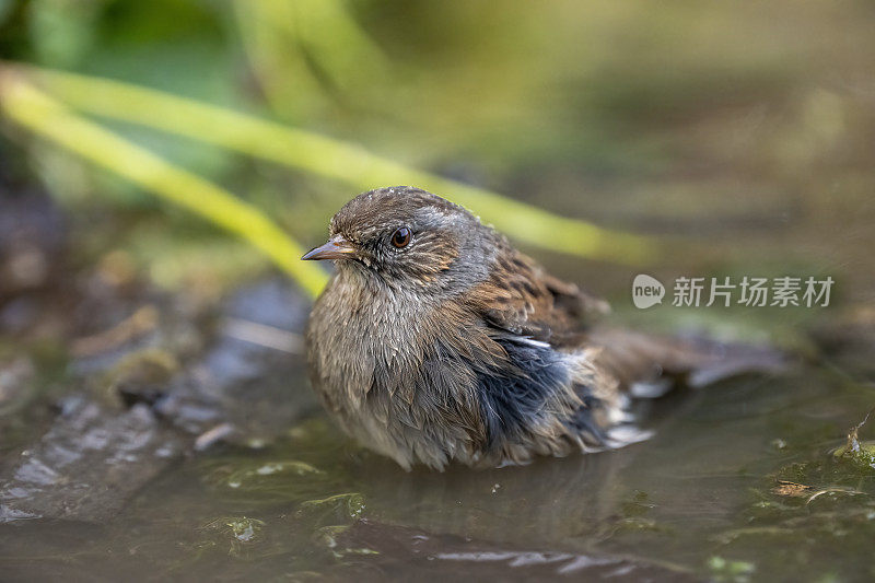 枯草(Prunella modularis)